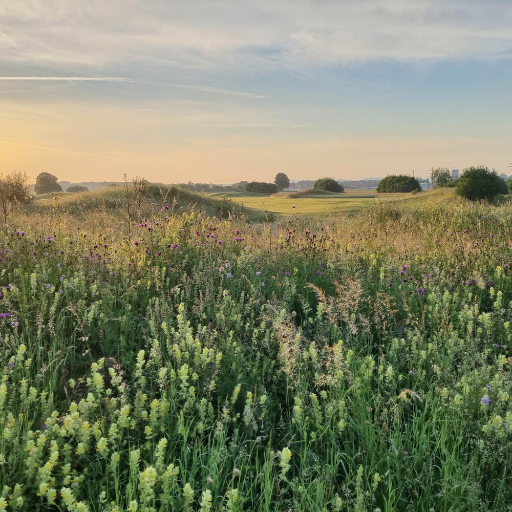 Sanierung Golfplatz Limpachtal
