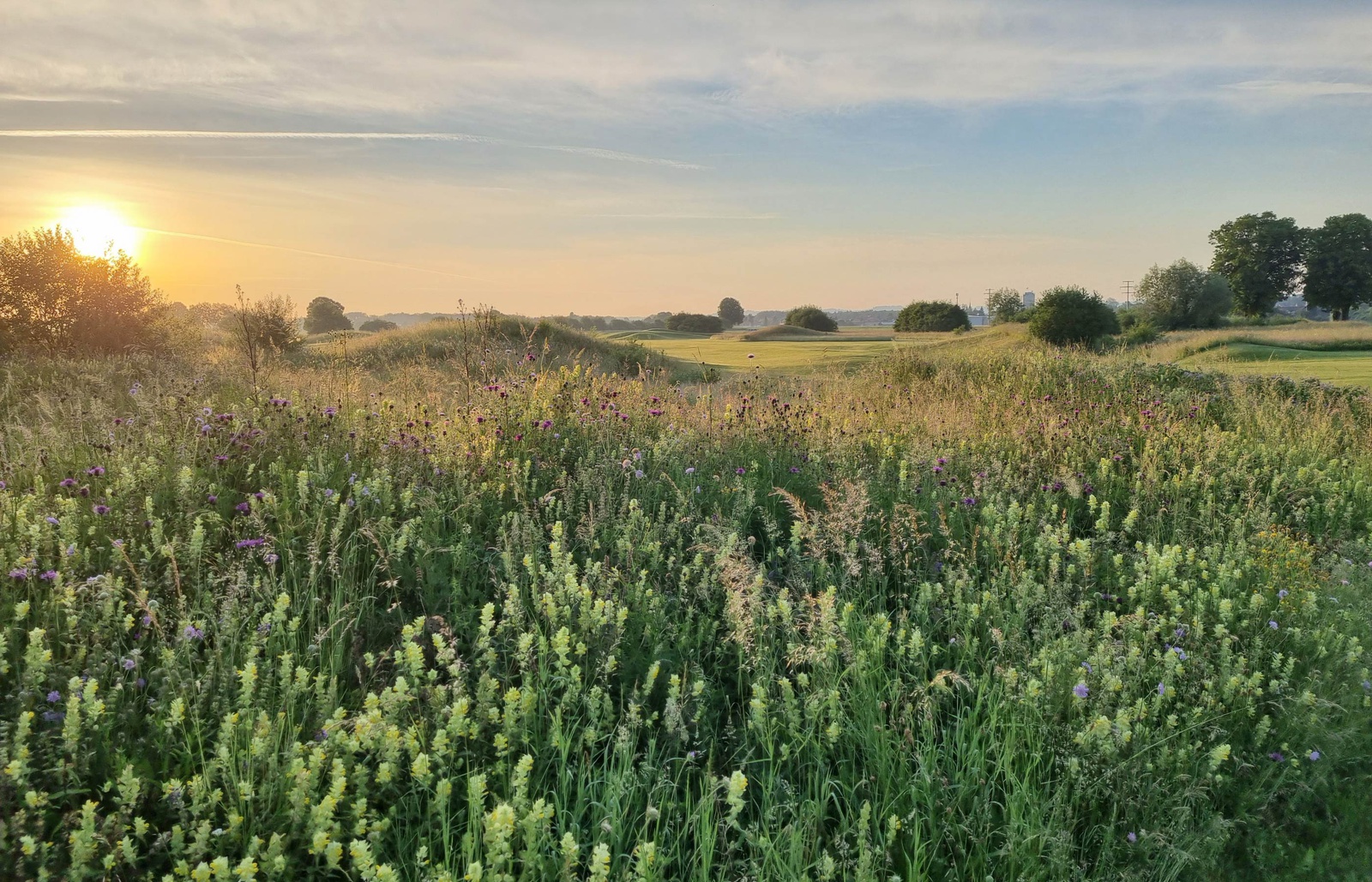 Sanierung Golfplatz Limpachtal